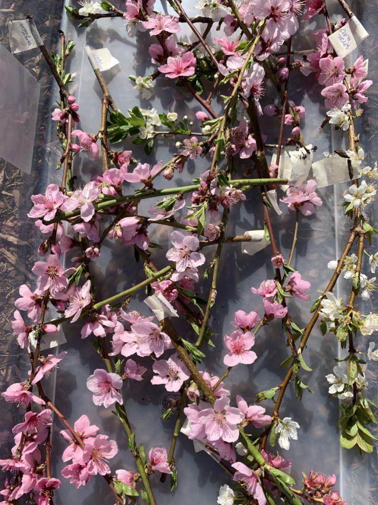 Week 3: <em>Outside</em>, “Collecting Blossoms for Creating Herbarium Specimens,” Sam van Aken, April 26, 2020