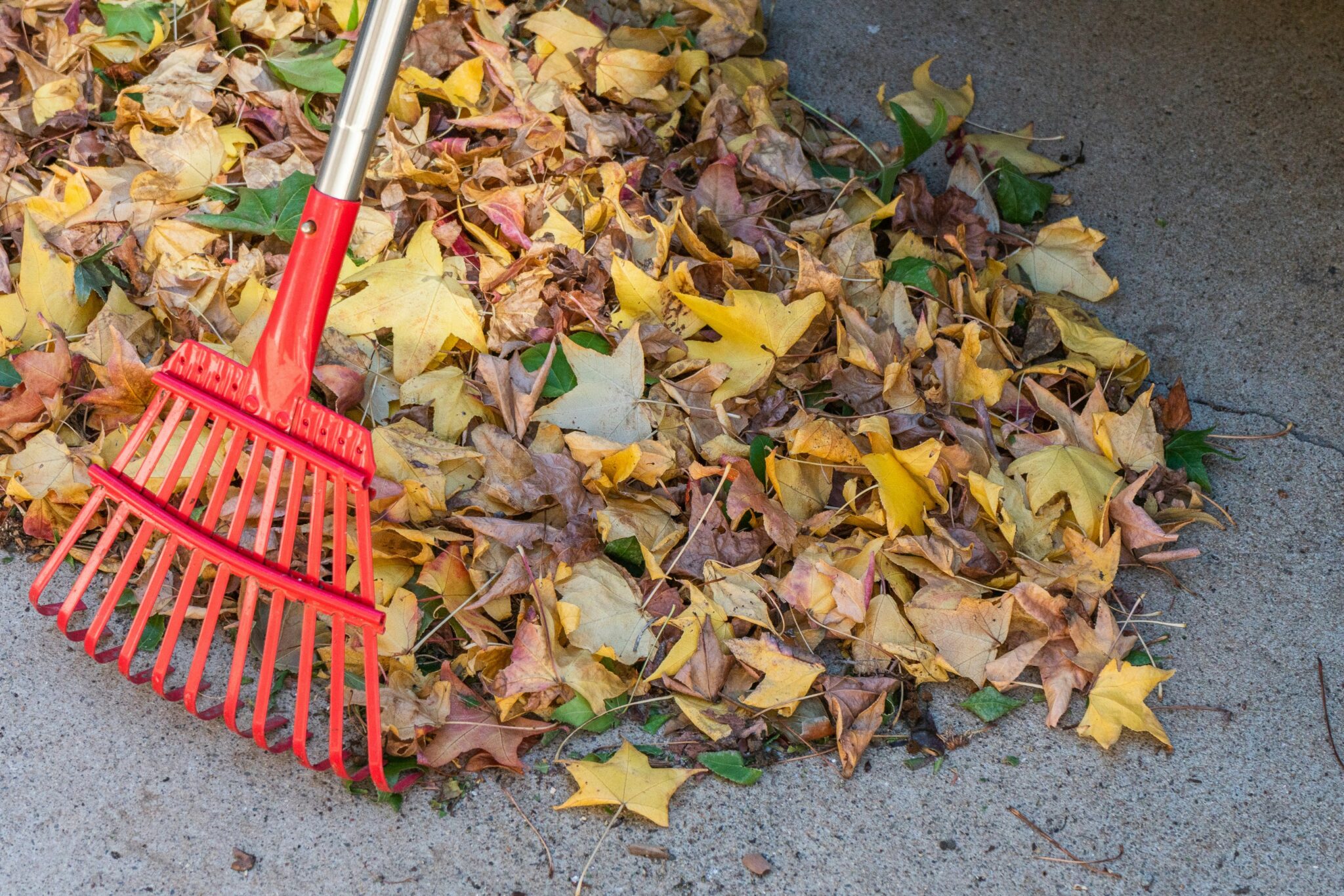 Leafe Rake The Leaf Rake - Image Journal