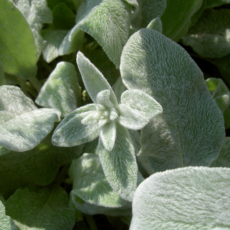 lambs ear