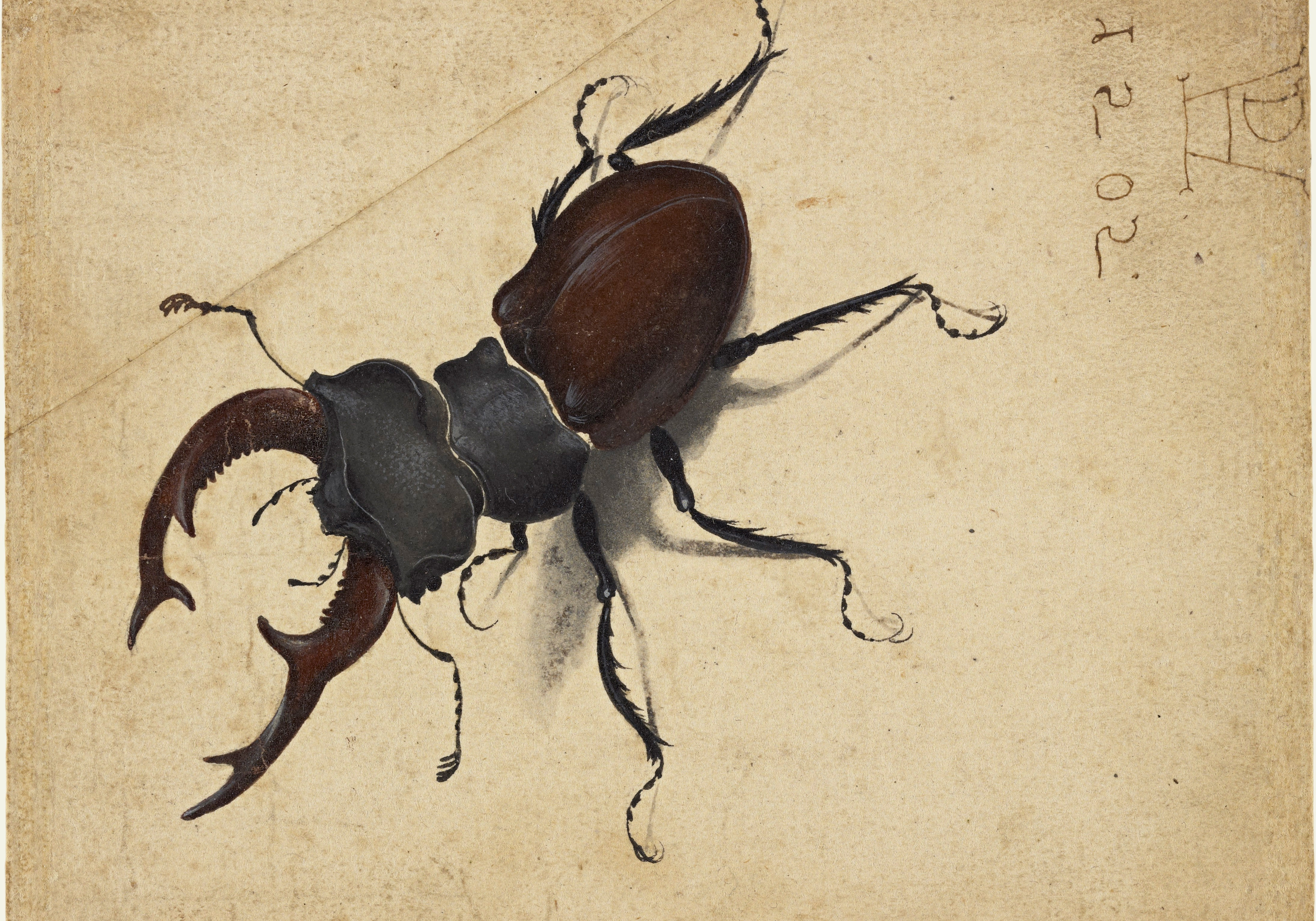 detailed drawing of a beetle on parchment.