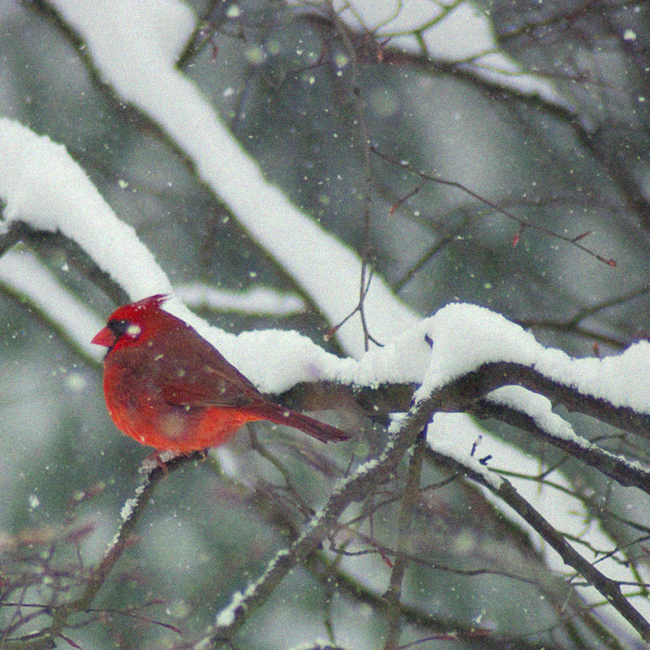 cardinal snow