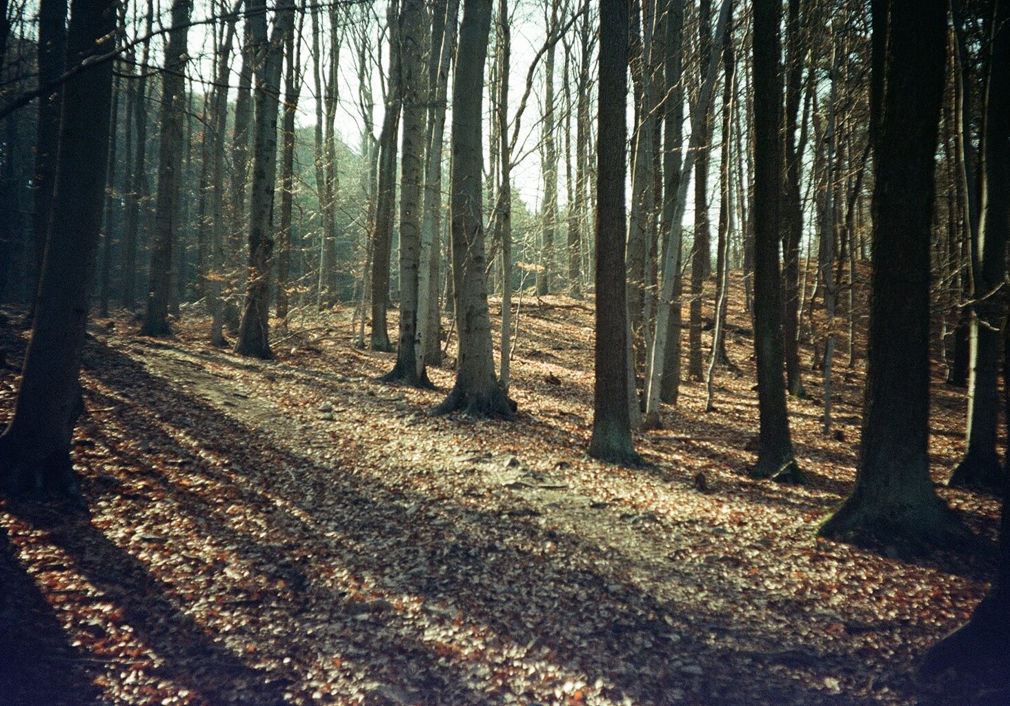 forest by Marketa on flickr