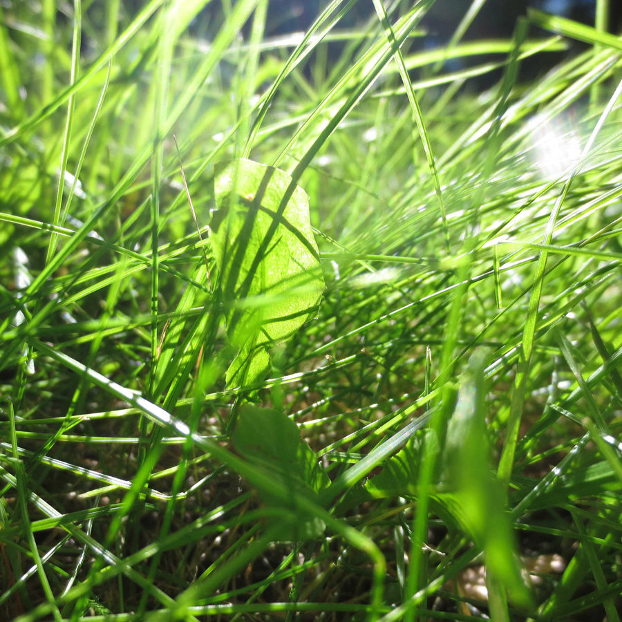 grass