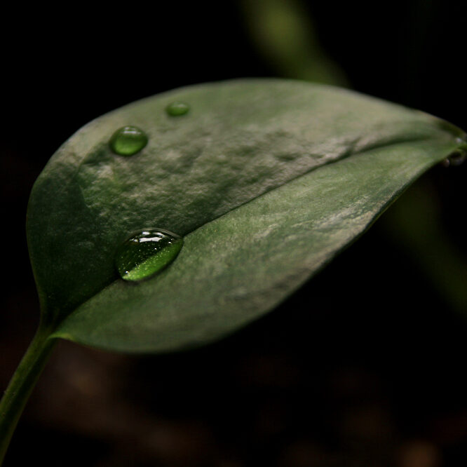 leaf dew